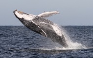 Collection of pictures from Port Stephens Whale Watching